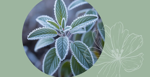 Routine du soir en ménopause : reconstruire la barrière cutanée naturellement